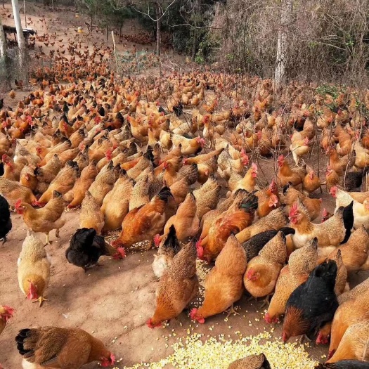灵山县土鸡苗  灵山土鸡母苗(品种纯正，包打液氮疫苗)成品鸡3.5至4斤)
