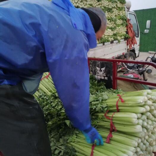 西芹  郑州中牟芹菜上市