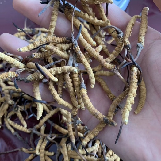 西宁 青海玉树1500条冬虫夏草