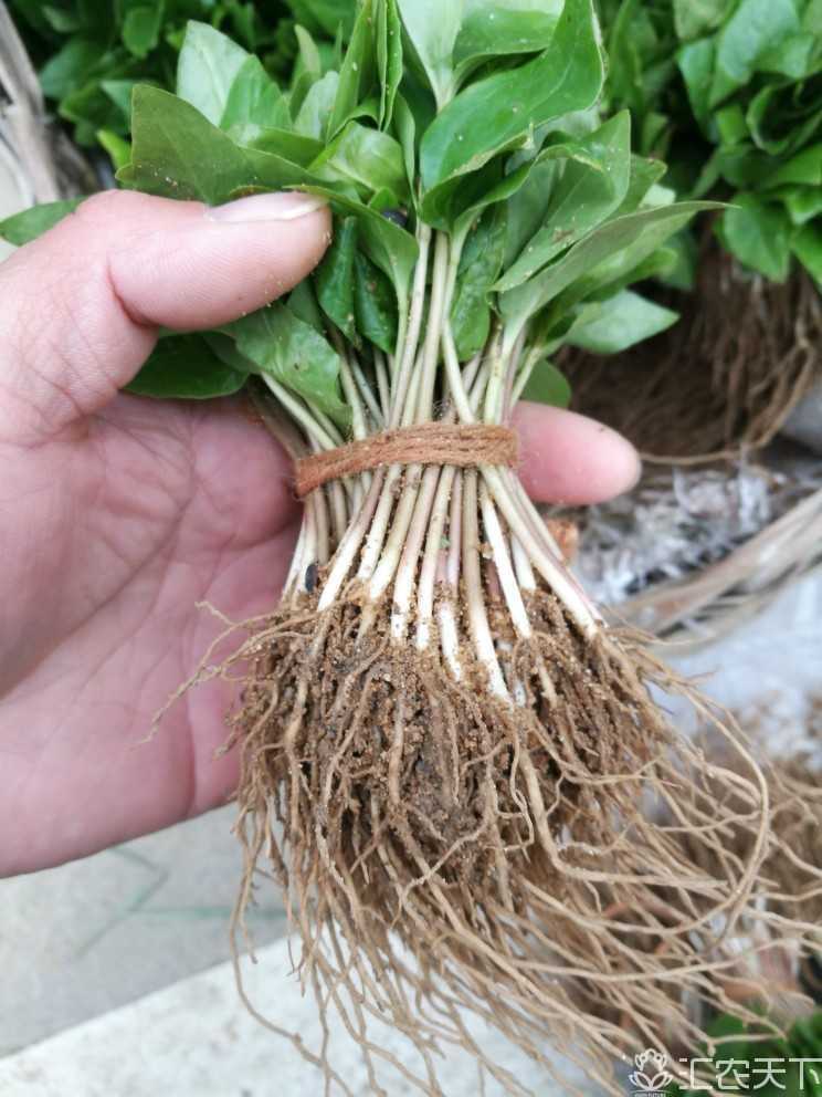  本合作社每年清明节后有大量(辛夷)(南天竹)床苗芽苗供应