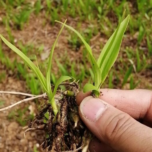 柞水县 白芨苗便宜出售