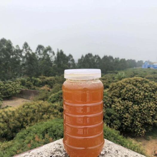 惠来县荔枝蜜 春季荔枝花蜜