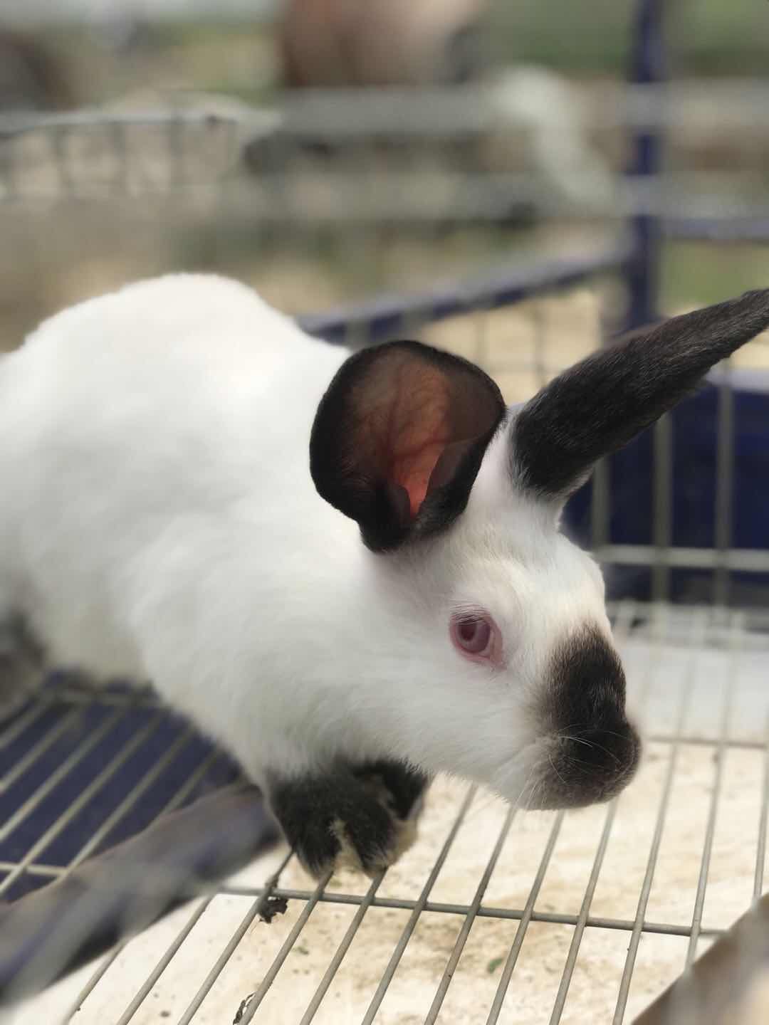 肉兔  农场大量供应食用兔子