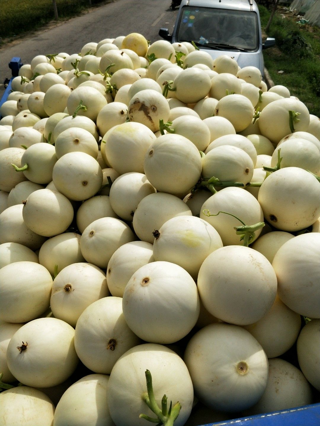 白沙蜜甜瓜,产地直供,瓤口甜美