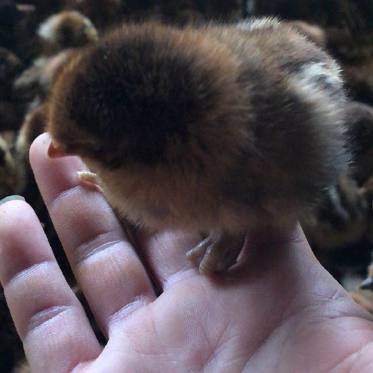 南宁铁脚麻鸡苗 铁脚麻鸡