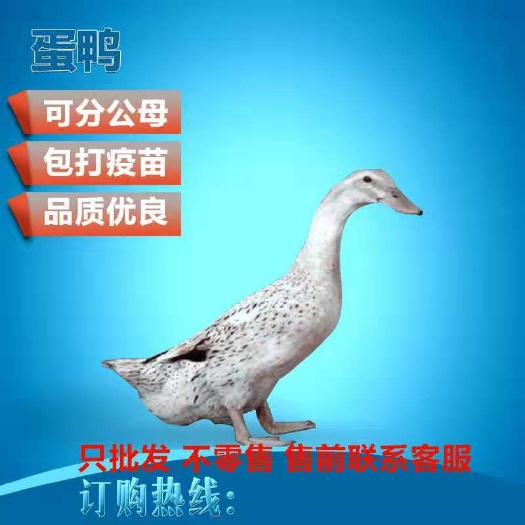 博罗县 多蛋鸭苗