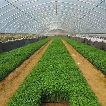 江阴市 养殖大棚蔬菜大棚