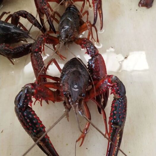 潜江市小龙虾  潜江精养塘大红，，中红，小红，只只满肉