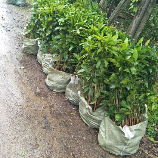 普宁市芒果直生苗（实生苗） 芒果实生小杯苗1米高发海南