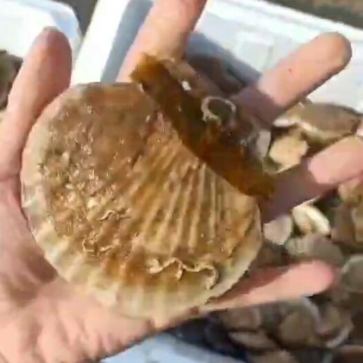 长海县虾夷扇贝 大连长海虾夷贝规格全烧烤 餐饮专用