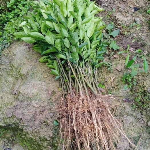 灵山县茂谷柑苗 柑橘苗，茂谷柑