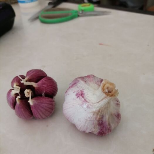 弥渡县紫皮大蒜 5斤多瓣蒜！全国包邮！