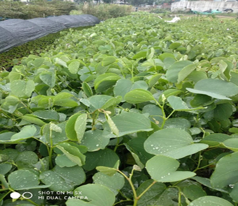  宫粉紫荆花盆栽盆景紫荆树苗室外庭院四季名贵绿化观赏多花风景