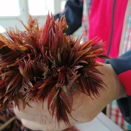 北京红香椿芽 头茬香椿、绿色无污染