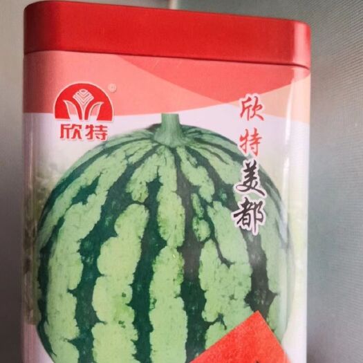 寿光市美都西瓜苗