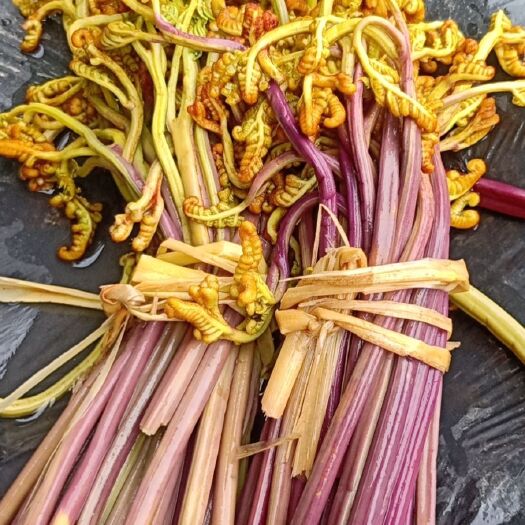 织金县野生蕨菜 泡撅菜
