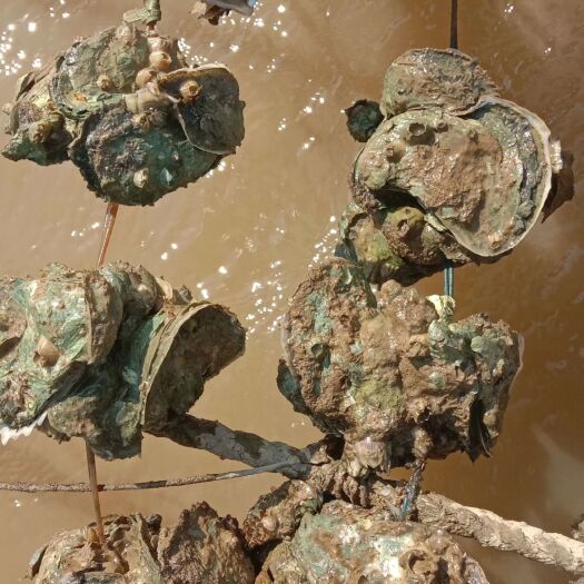 珠海长牡蛎 生蚝