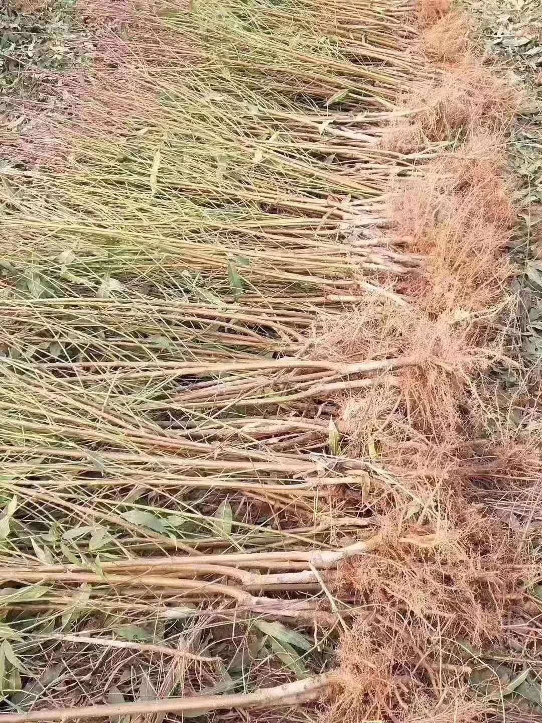 毛桃苗 保真，假一赔十。
