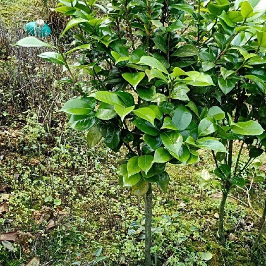 荔浦市茶花树   50-150公分冠幅茶花