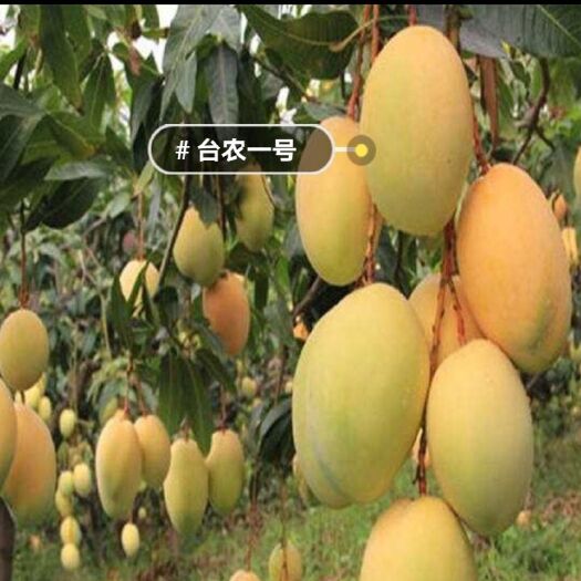 灵山县 台农一号芒果苗