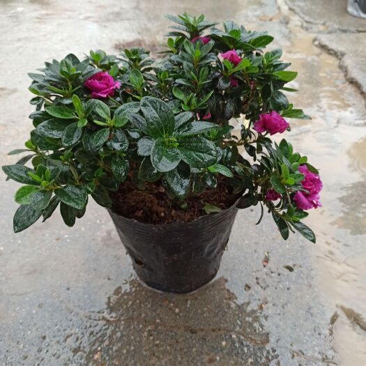 漳平市 紫色杜鹃花带花苞产地批发直销，量大优惠，欢迎咨询