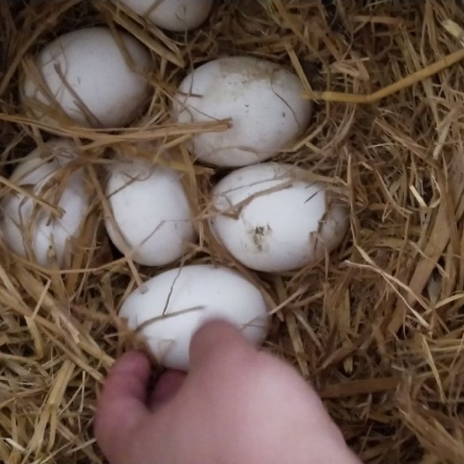 天津 自家散养鹅蛋，价优物美