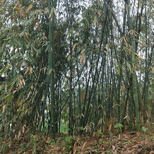 資中縣 天然鮮麻竹筍