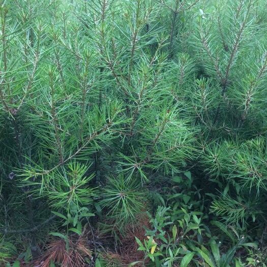 镇安县 营养杯白皮松