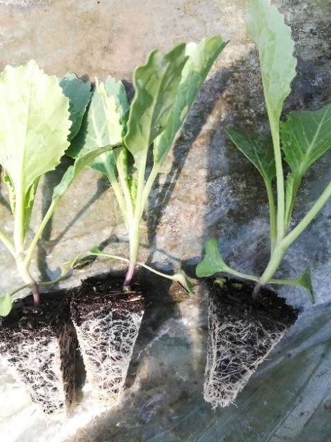 通海县 干漂小铁头苗，辣椒苗，绍菜苗，大白菜苗，松花苗，紫香笋苗，