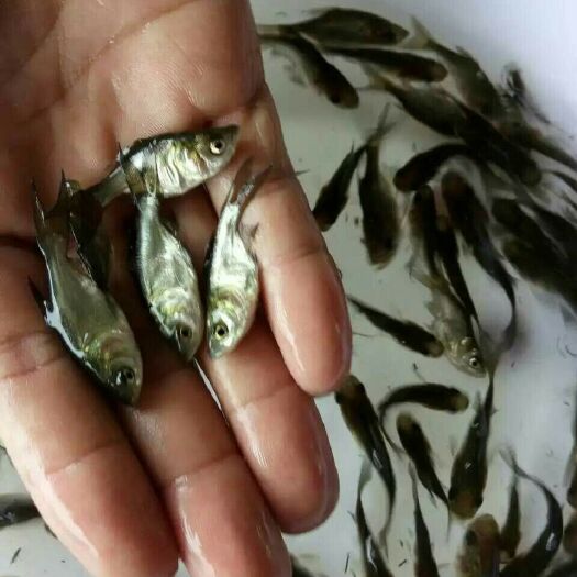 广州花鲢苗 统货