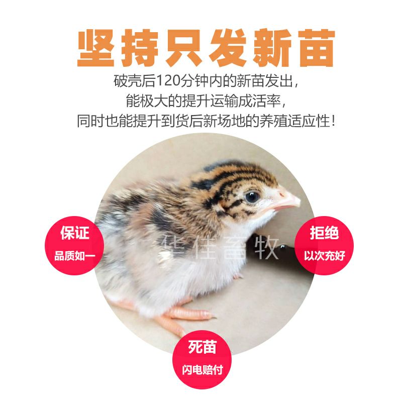  山鸡苗 山鸡苗 七彩鸡苗 厂家直销 高收益