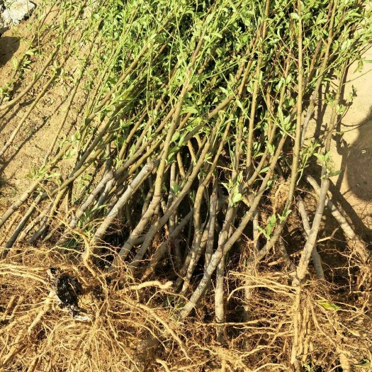泰安中华寿桃桃树苗 中华寿桃基地  常年供应商桃供应商