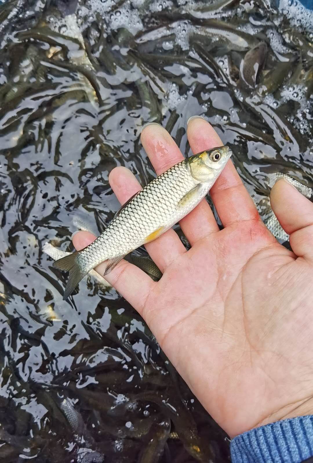 草鱼苗  四大家鱼，免费送货上门，提供技术指导