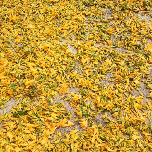 黄花杜鹃 花蕾(术名：)