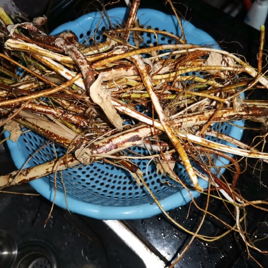 怀集县 五指毛桃