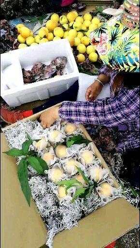 乐亭县 冬季温室大棚种植水蜜桃，黄金黄桃、黄金密1号、黄毛桃。