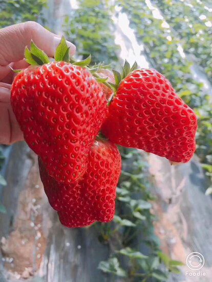 宿州草莓苗专业蔬菜大棚育苗欢迎咨询