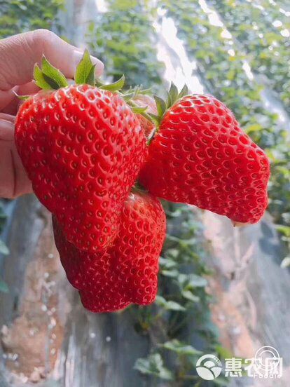 草莓苗专业蔬菜大棚育苗欢迎咨询