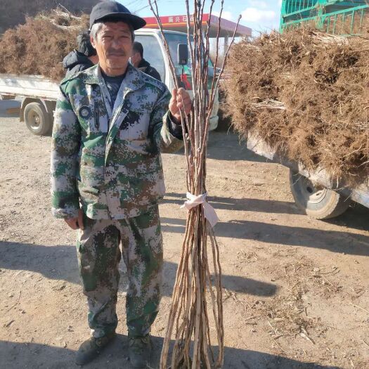 北票市大金星山楂树苗 山楂苗
