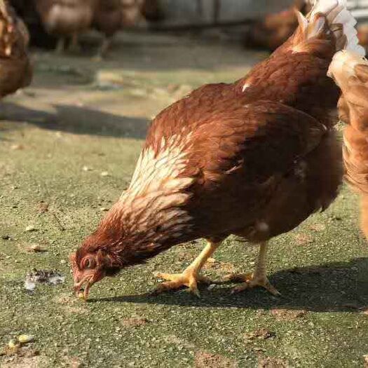 南宁 海兰褐多蛋鸡苗 包打疫苗