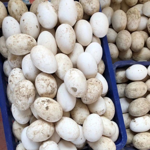 乐陵市 纯正种鹅蛋，请多支持