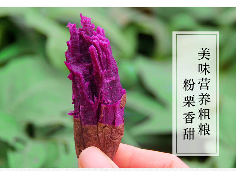 紫罗兰紫薯  紫薯一件代发 承接各大平台 电商 红薯紫薯板栗【全国包邮】