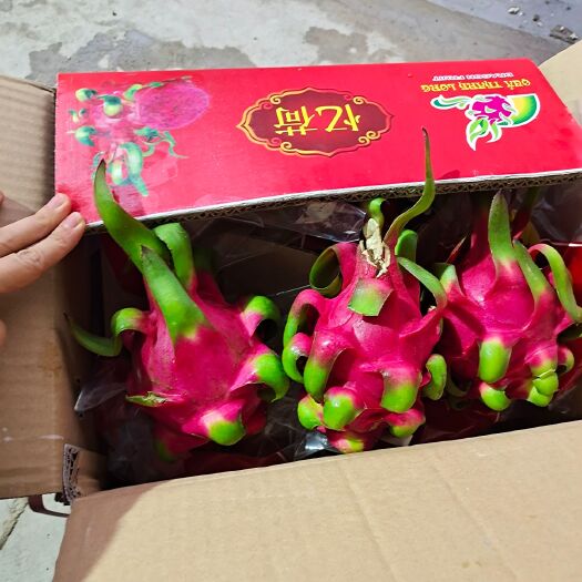 南宁 大量批发越南火龙果