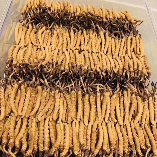 西宁 精选青海玉树2000条冬虫夏草