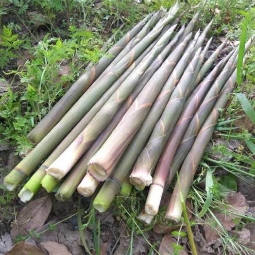黄山小竹笋 新鲜的货，保质保量