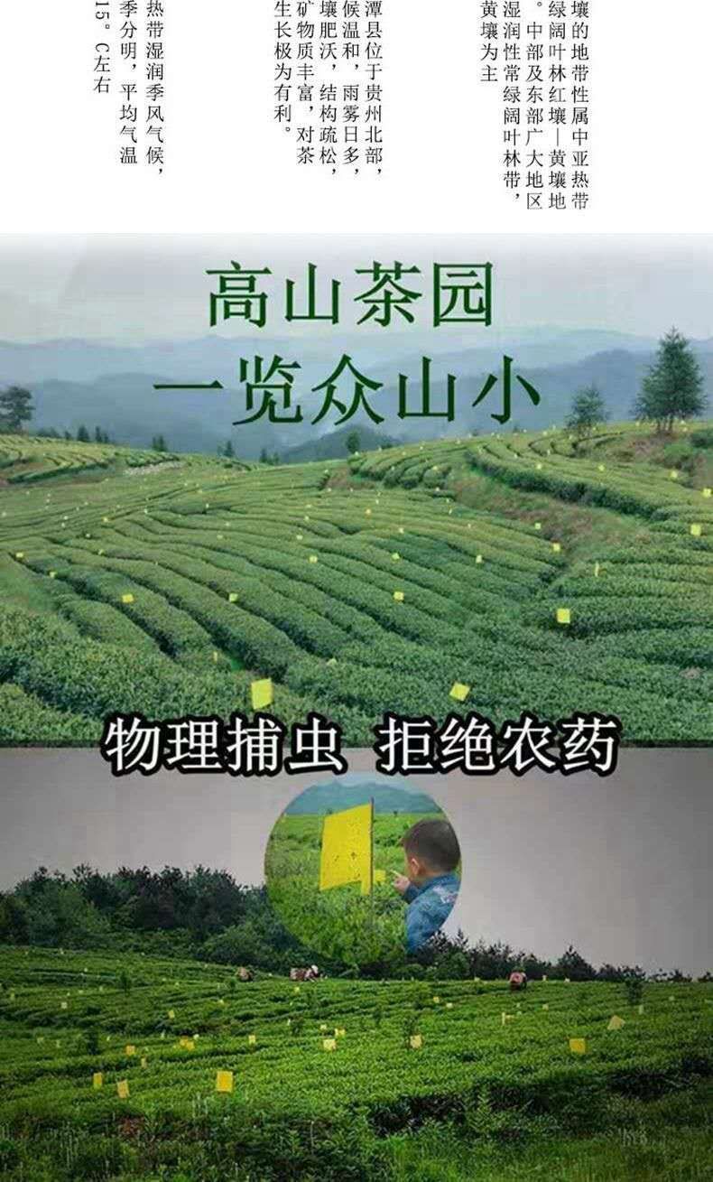  峨眉山高山有机绿茶竹叶青批发零售