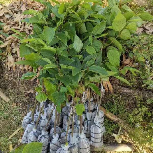 灵山县 包邮正宗拐枣苗树苗、故称万寿果苗拐枣果苗树苗、树嫁接拐枣树苗