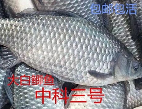 重庆市中科三号鲫鱼 本场占地800余亩长年供应各种成鱼及鱼苗送货上门，包活。