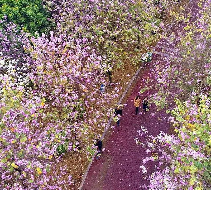  宫粉紫荆花盆栽盆景紫荆树苗室外庭院四季名贵绿化观赏多花风景