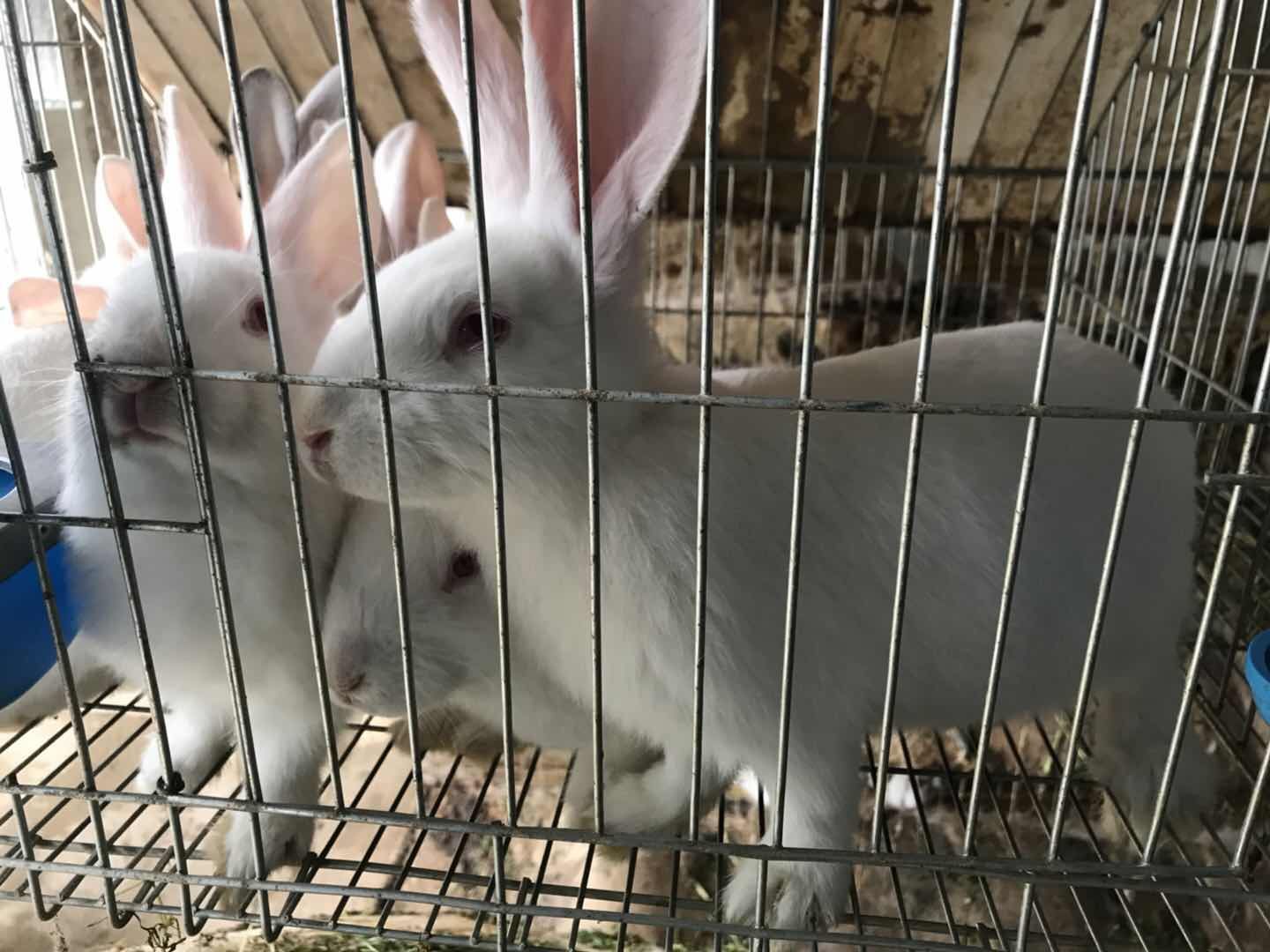 肉兔  农场大量供应食用兔子